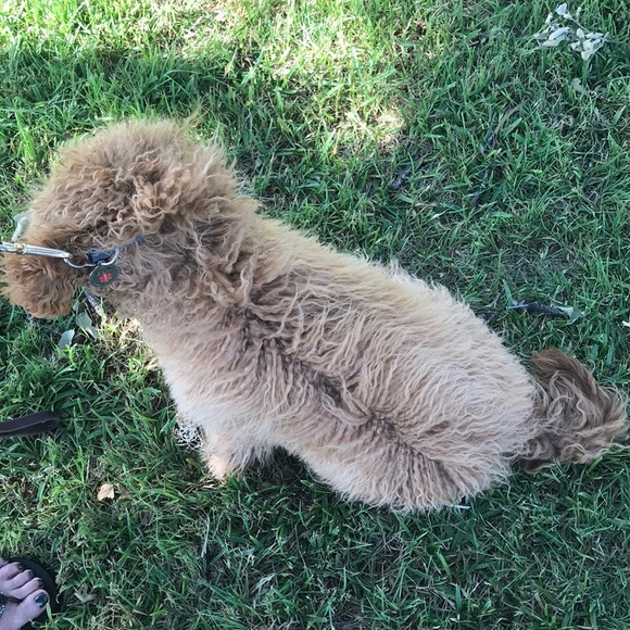 Meet your Posher, Dylan - Picture 1 of 1